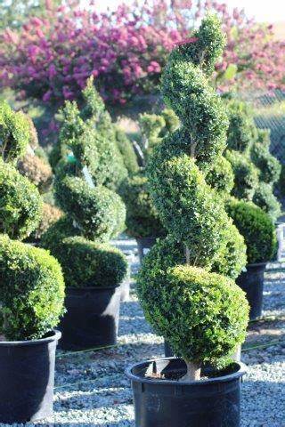 Buxus X Green Mountain Boxwood Spiral