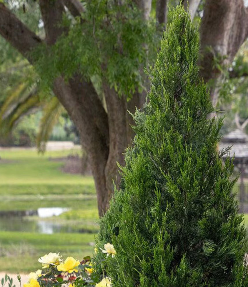 Hetzii Columnaris Chinese Juniper