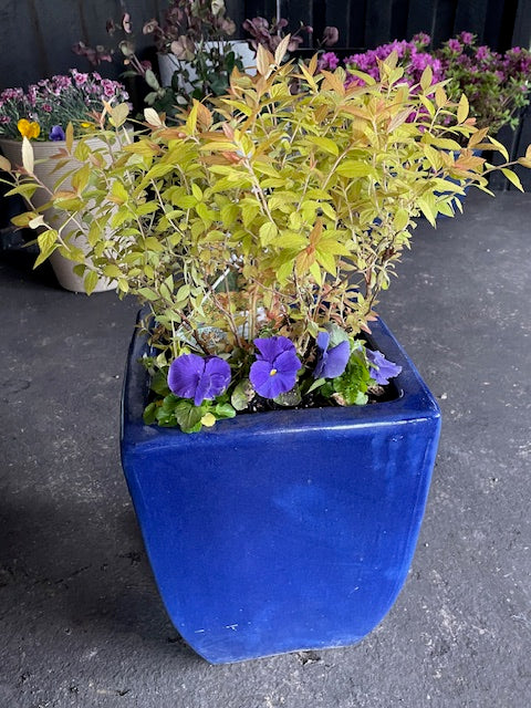 Japonica Planter - Japonica Double Play Candy Corn Spirea
