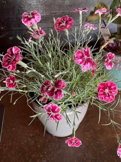 Dianthus Planter - Dianthus X Mountain Frost Ruby Glitter