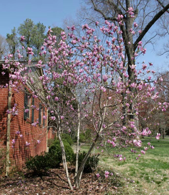 Magnolia X Little Girl Jane Magnolia