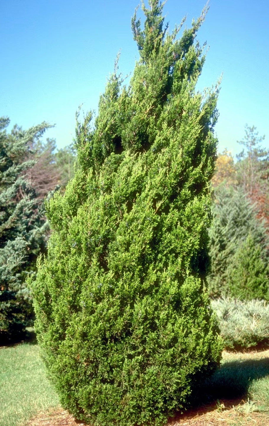 Spartan Chinese Juniper