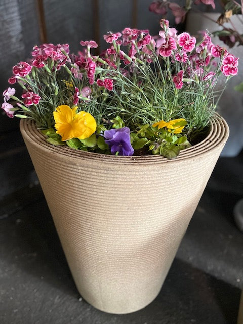 Dianthus Planter - Dianthus X Mountain Frost Ruby Glitter