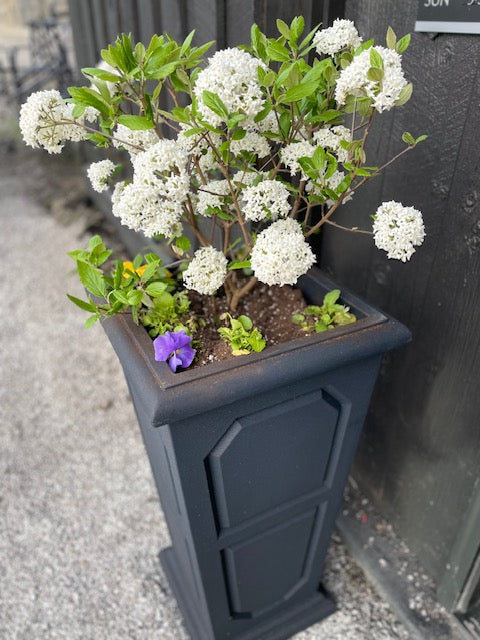 Viburnum Planter - Viburnum X Burkwoodii Mohawk Viburnum