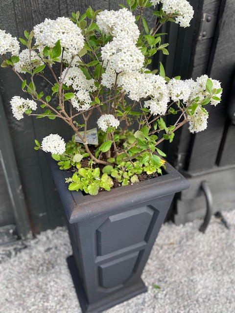 Viburnum Planter - Viburnum X Burkwoodii Mohawk Viburnum